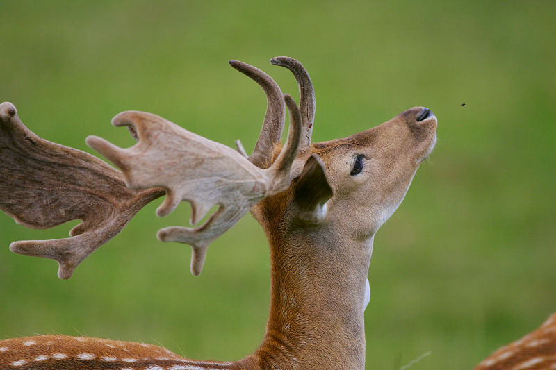 Photo Wild Deer Antlers Fly T2E2699